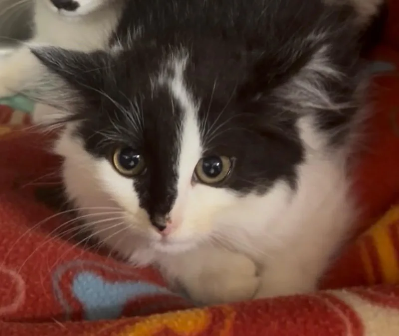 A baby large-sized female Domestic Medium Hair cat named Sheep for adoption in Blountville, TN