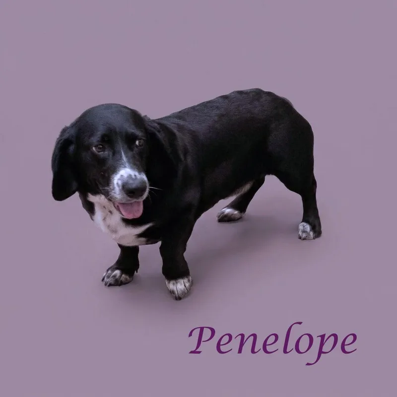 Penelope D