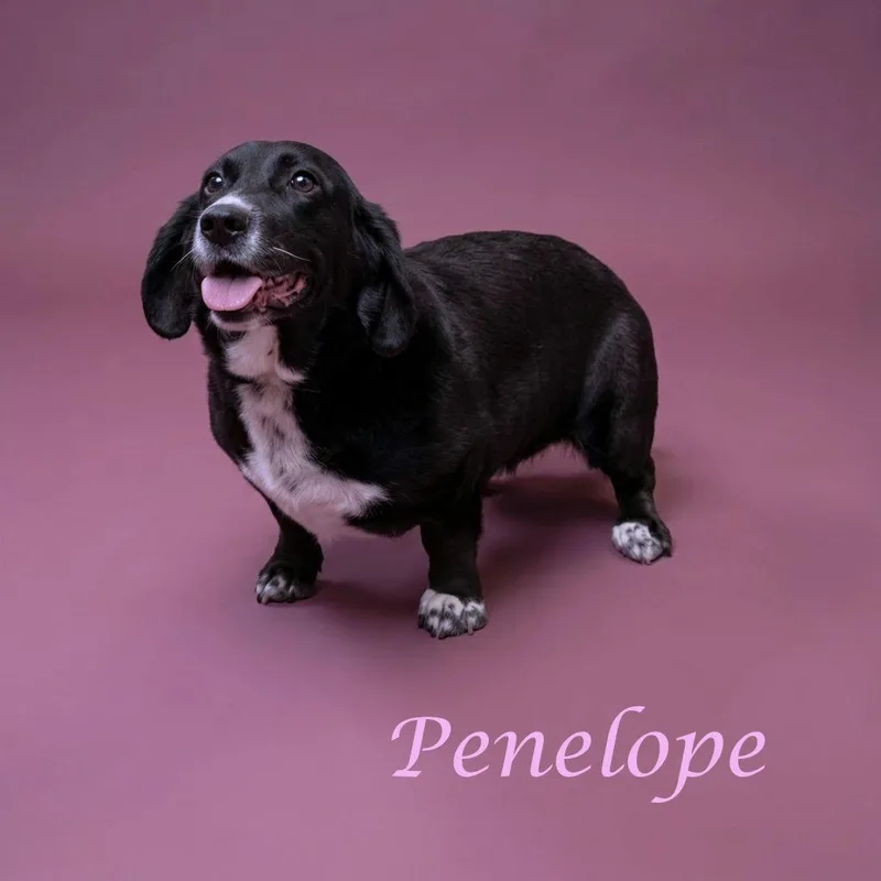 Penelope D thumbnail 2