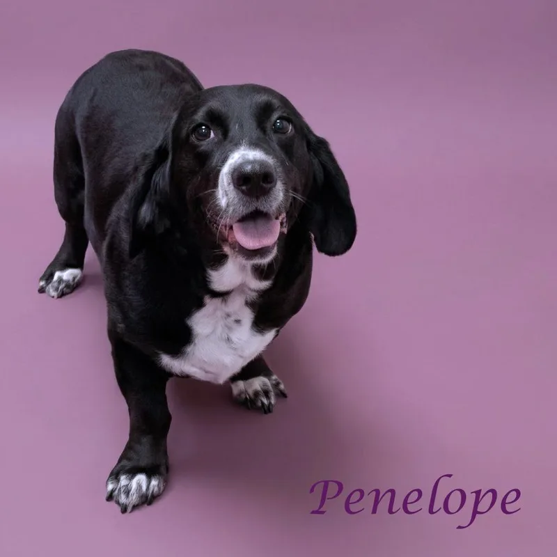 Penelope D thumbnail 3