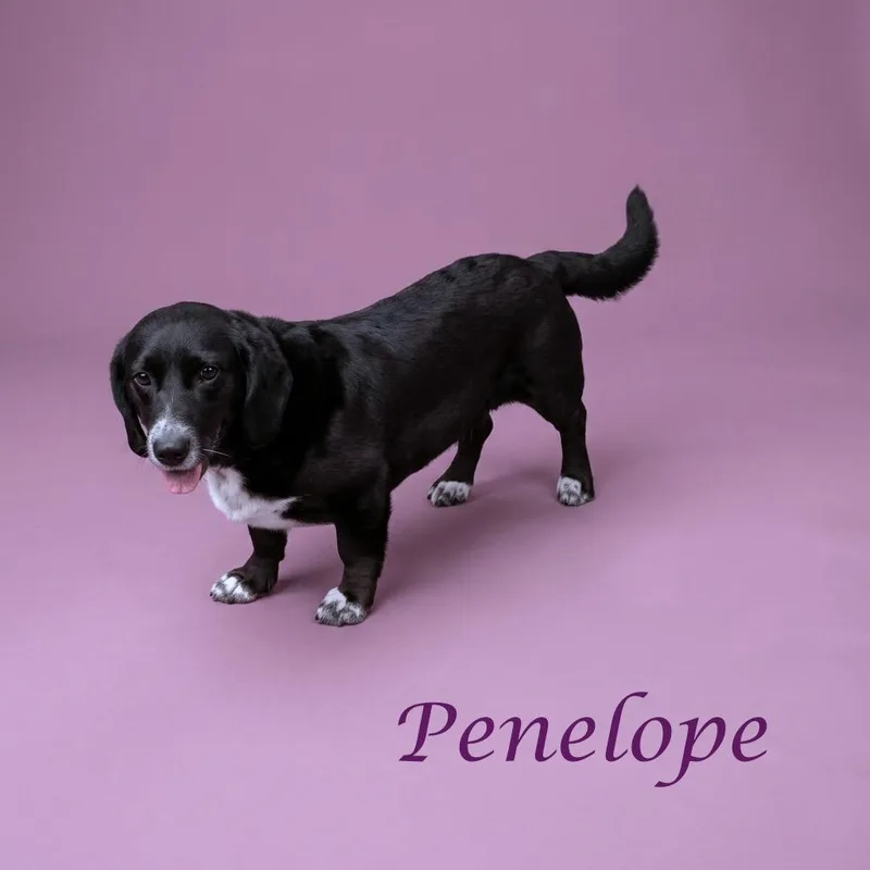 Penelope D thumbnail 4