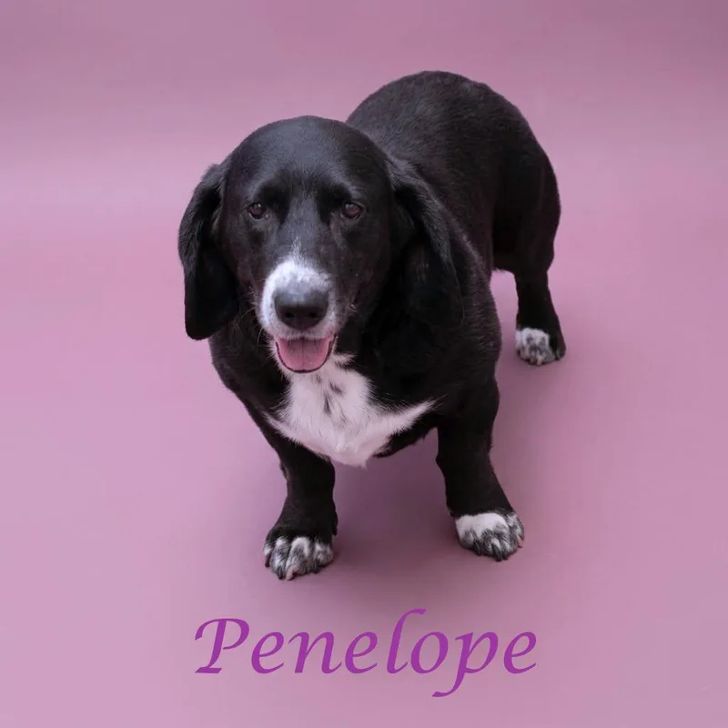 Penelope D thumbnail 5