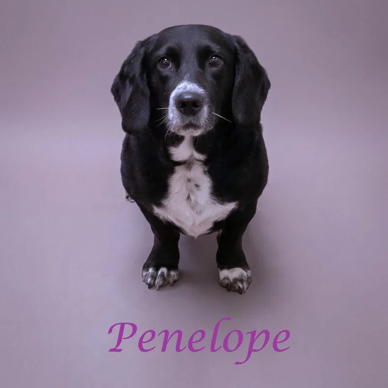 Penelope D thumbnail 6