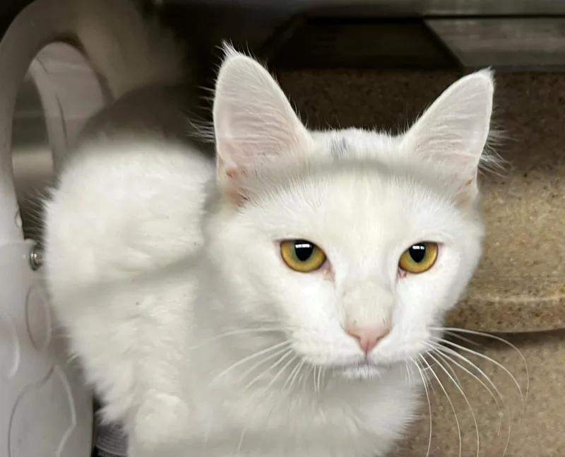 An adult medium-sized male Domestic Medium Hair cat named Hamish for adoption in Anchorage, AK