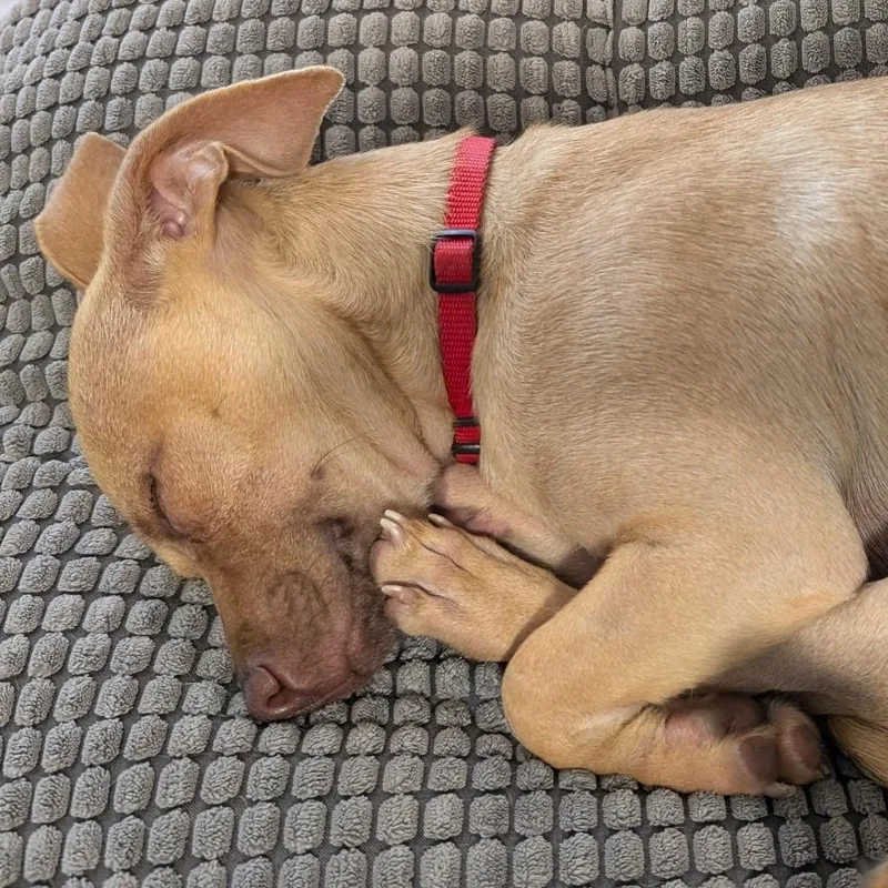 Groundhog Aka Pip thumbnail 4