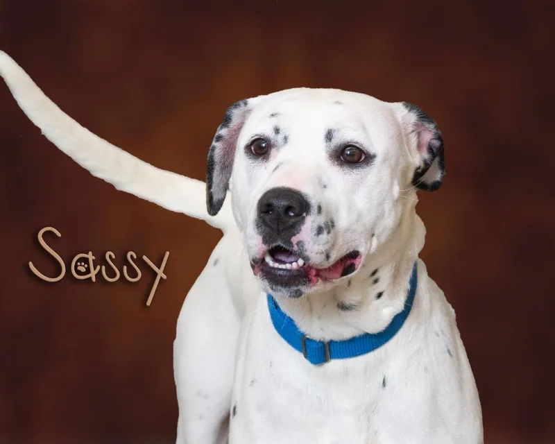 A young large-sized female Harlequin Dalmatian dog named Sassy for adoption in Somerset, PA