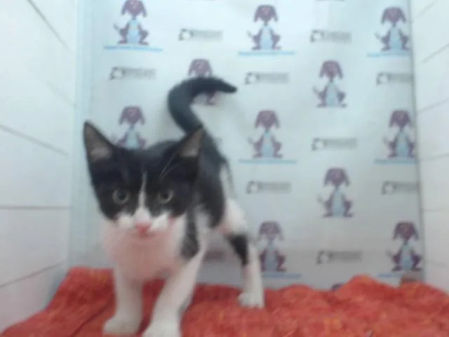 A baby small-sized male Domestic Short Hair cat named A for adoption in Orlando, FL