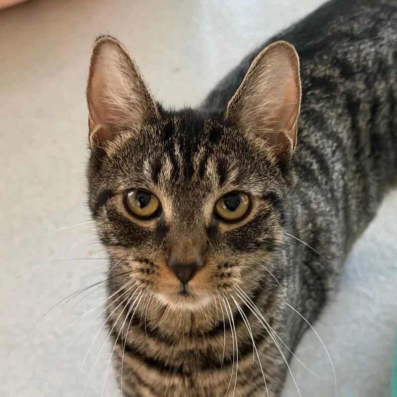 A young medium-sized female Domestic Short Hair cat named Sidney for adoption in Hampton Bays, NY