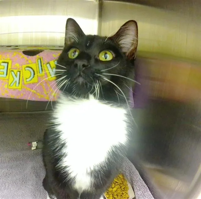 A young small-sized male Domestic Short Hair cat named Pepper for adoption in Omaha, NE
