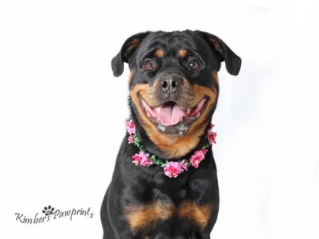 A young large-sized female Rottweiler dog named Claudia for adoption in Omaha, NE
