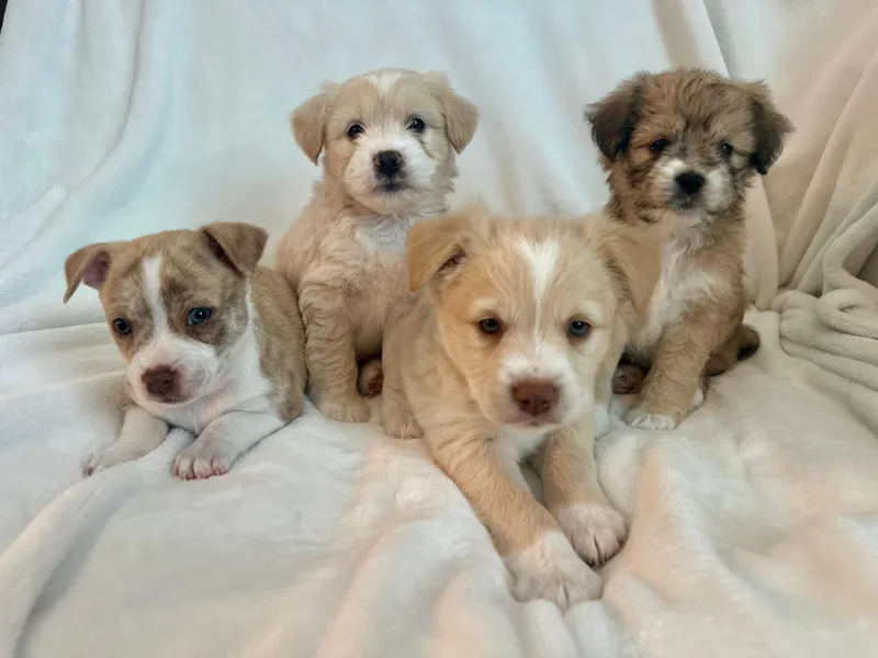 A baby small-sized male Maltese dog named Theodore for adoption in Discovery Bay, CA