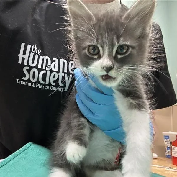 A baby small-sized male Gray / Blue / Silver Domestic Short Hair cat named Charger for adoption in Tacoma, WA