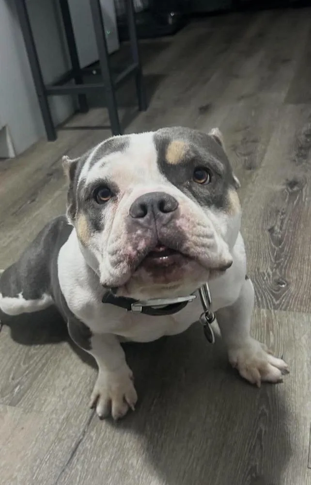 An adult medium-sized male American Bulldog dog named Joker for adoption in Lakeland, FL