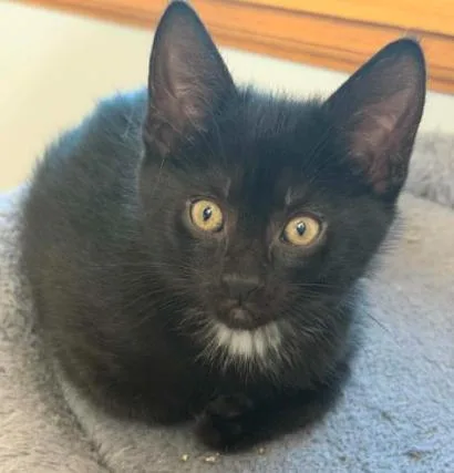 A baby medium-sized male Black & White / Tuxedo Domestic Short Hair cat named Emerald for adoption in Battle Creek, MI