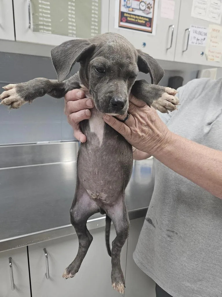 A baby small-sized male Pit Bull Terrier dog named Levi for adoption in Livingston, LA