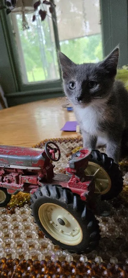 An adult small-sized female Domestic Short Hair cat named Cookie for adoption in Berwick, PA