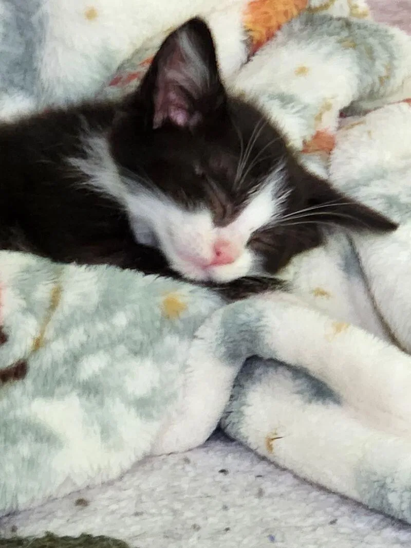 A young medium-sized male Black & White / Tuxedo Domestic Short Hair cat named Trevor for adoption in Adrian, MI