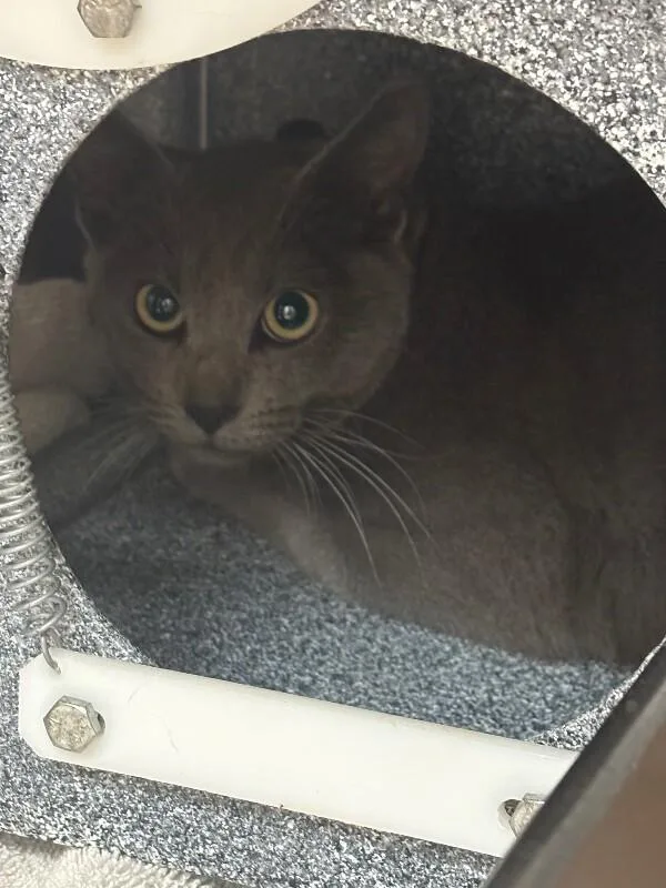 An adult medium-sized female Gray / Blue / Silver Domestic Short Hair cat named Shadow for adoption in Disputanta, VA
