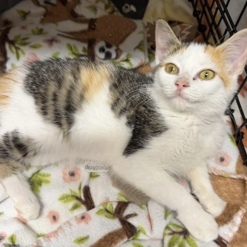 A baby small-sized female Tortoiseshell Domestic Short Hair cat named Lil' Kit for adoption in Washington, DC