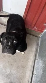An adult medium-sized female Bicolor Pit Bull Terrier dog named Zena for adoption in Moline, IL