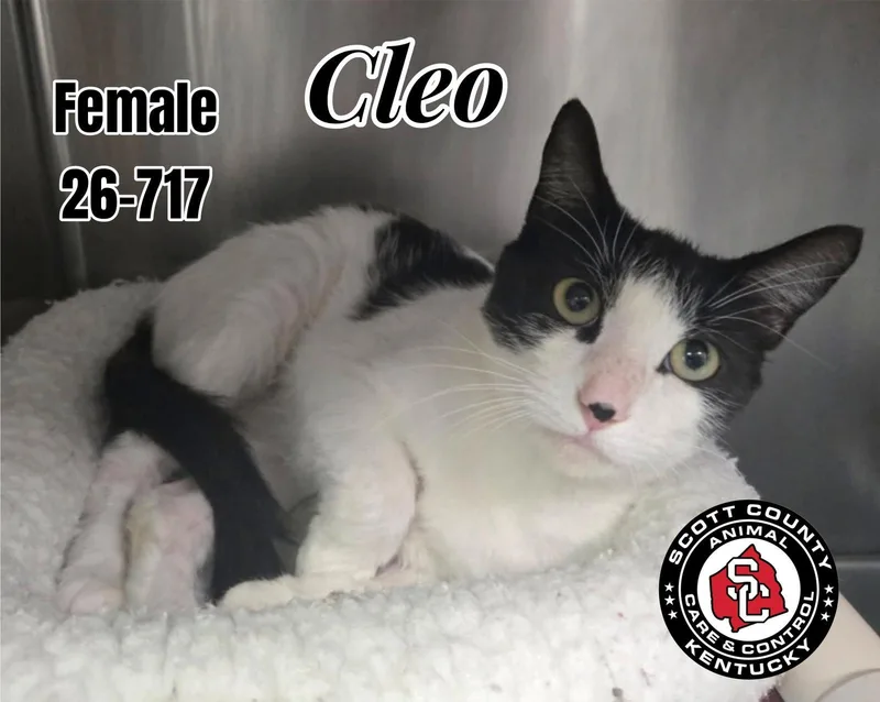 An adult small-sized female Black & White / Tuxedo Domestic Short Hair cat named Cleo for adoption in Georgetown, KY