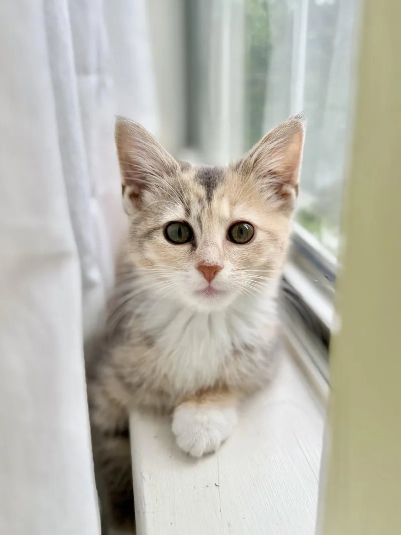 A baby medium-sized female Gray / Blue / Silver Domestic Short Hair cat named Marie for adoption in Herndon, VA