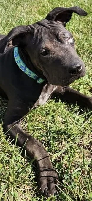 A baby medium-sized female Pit Bull Terrier dog named Jett for adoption in Anabel, MO