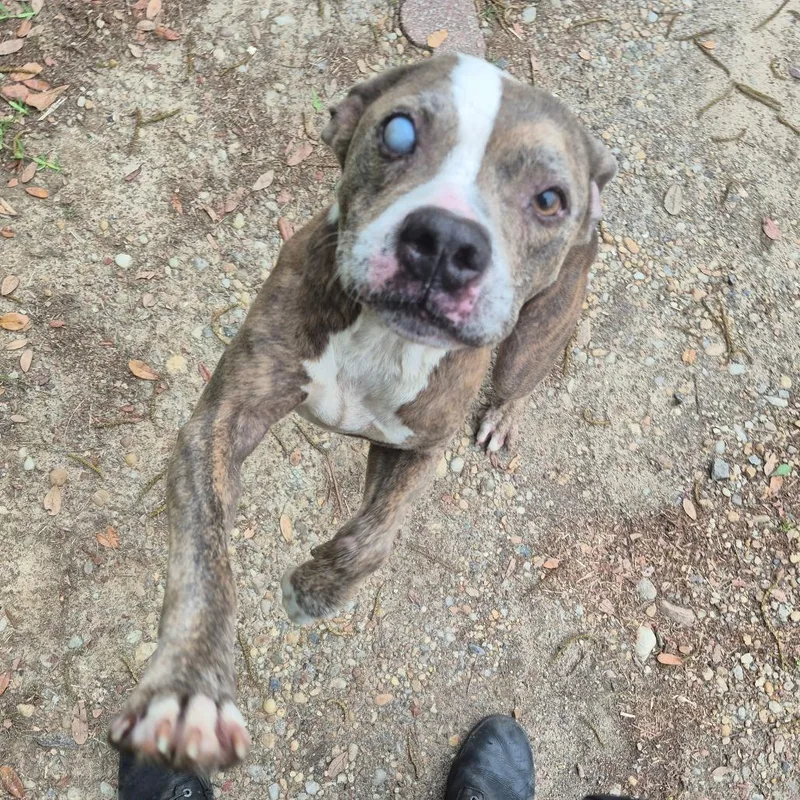 A senior medium-sized male Gray / Blue / Silver Mixed Breed dog named Strayhawthornedrive for adoption in Columbus, GA