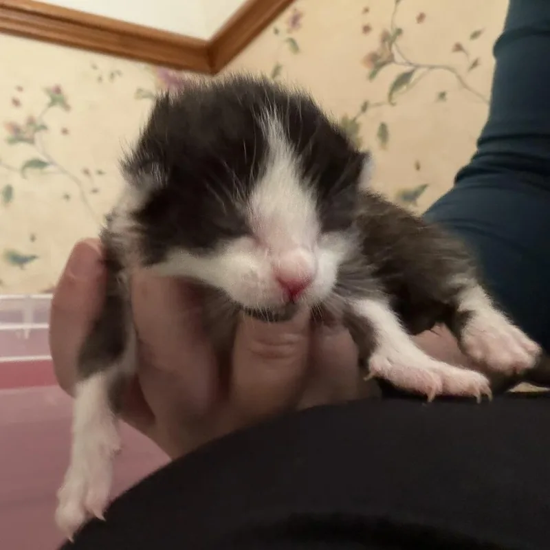 A baby small-sized male Black Domestic Short Hair cat named Twig for adoption in Lynchburg, VA