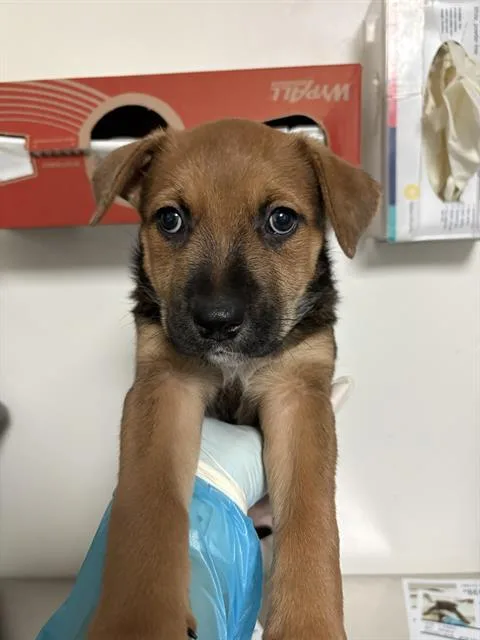 A baby small-sized female Border Collie dog named Belle for adoption in Bakersfield, CA