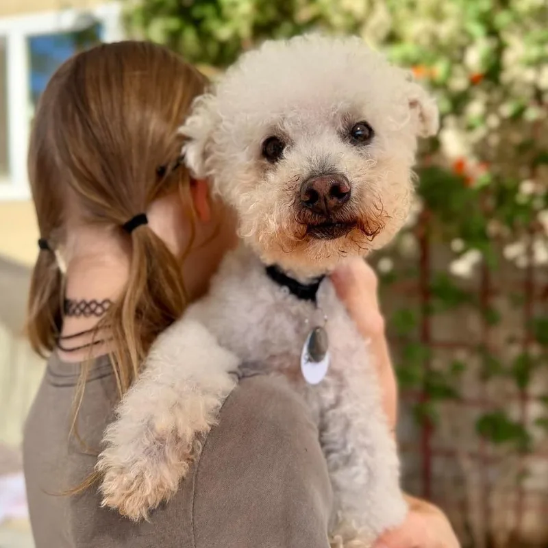 A senior small-sized male Poodle dog named Snowball for adoption in Ramona, CA