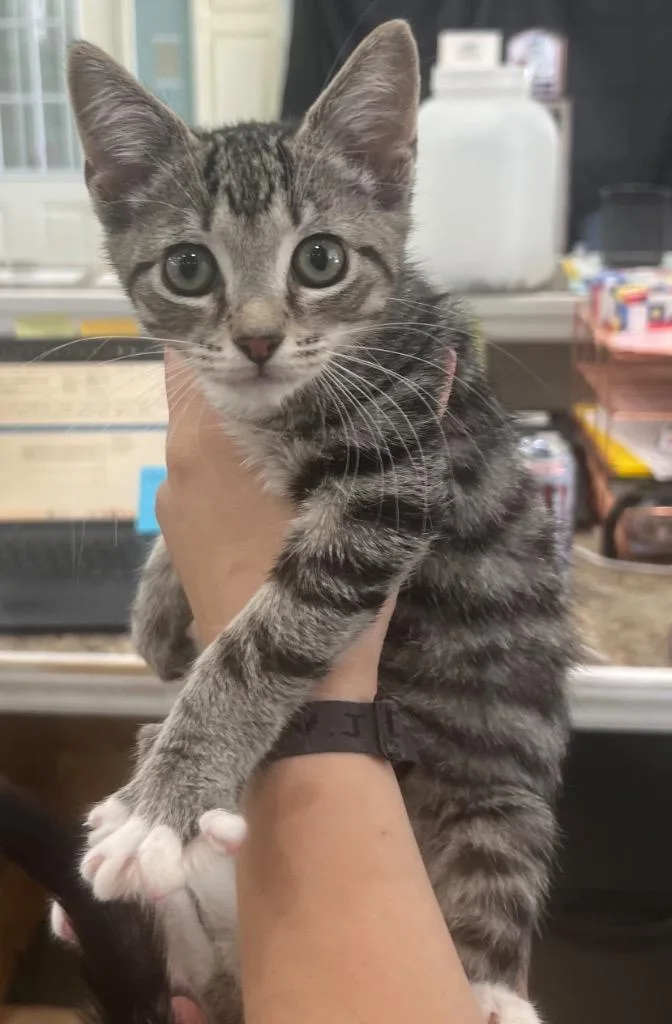 A baby medium-sized male Domestic Short Hair cat named Lightning for adoption in Danielsville, GA