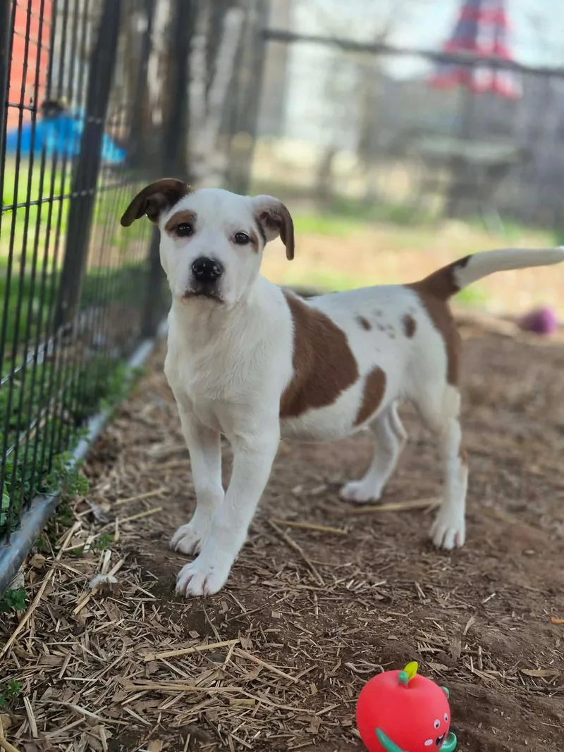 Thresher thumbnail 2