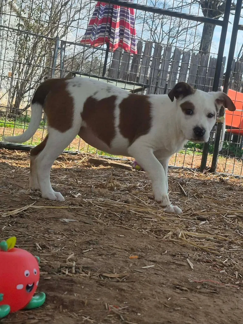 Thresher thumbnail 3