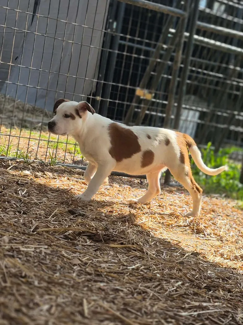 Thresher thumbnail 5