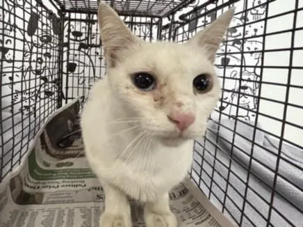 A young large-sized female Domestic Short Hair cat named Pearl for adoption in San Pedro, CA