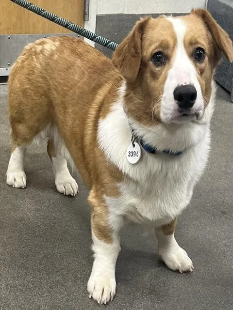 An adult small-sized male Cardigan Welsh Corgi dog named Limie for adoption in Upper Marlboro, MD