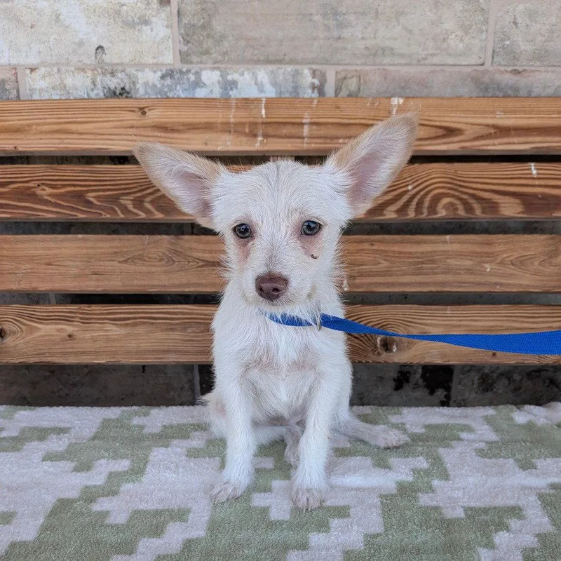 A baby small-sized female Terrier dog named Pecan for adoption in Chico, CA