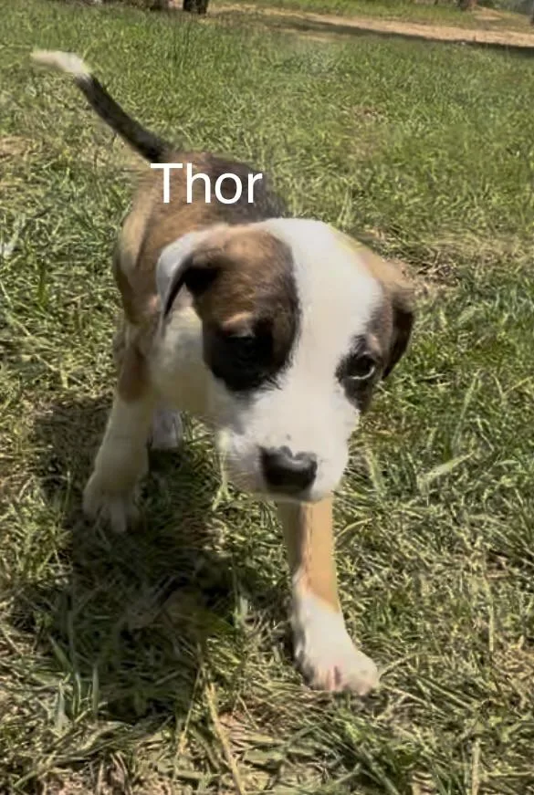 A baby medium-sized male Labrador Retriever dog named Thor for adoption in Kiln, MS