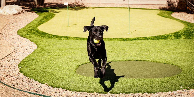 An adult large-sized male Labrador Retriever dog named Astro for adoption in Las Vegas, NV