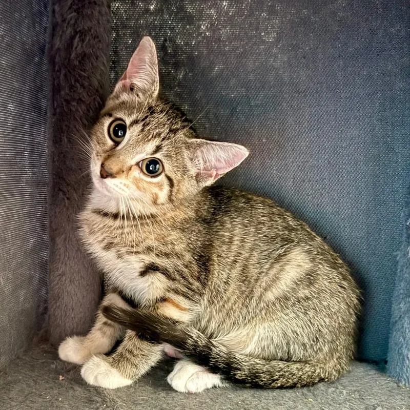 A baby small-sized female Brown / Chocolate Domestic Short Hair cat named Brownie for adoption in Houston, TX