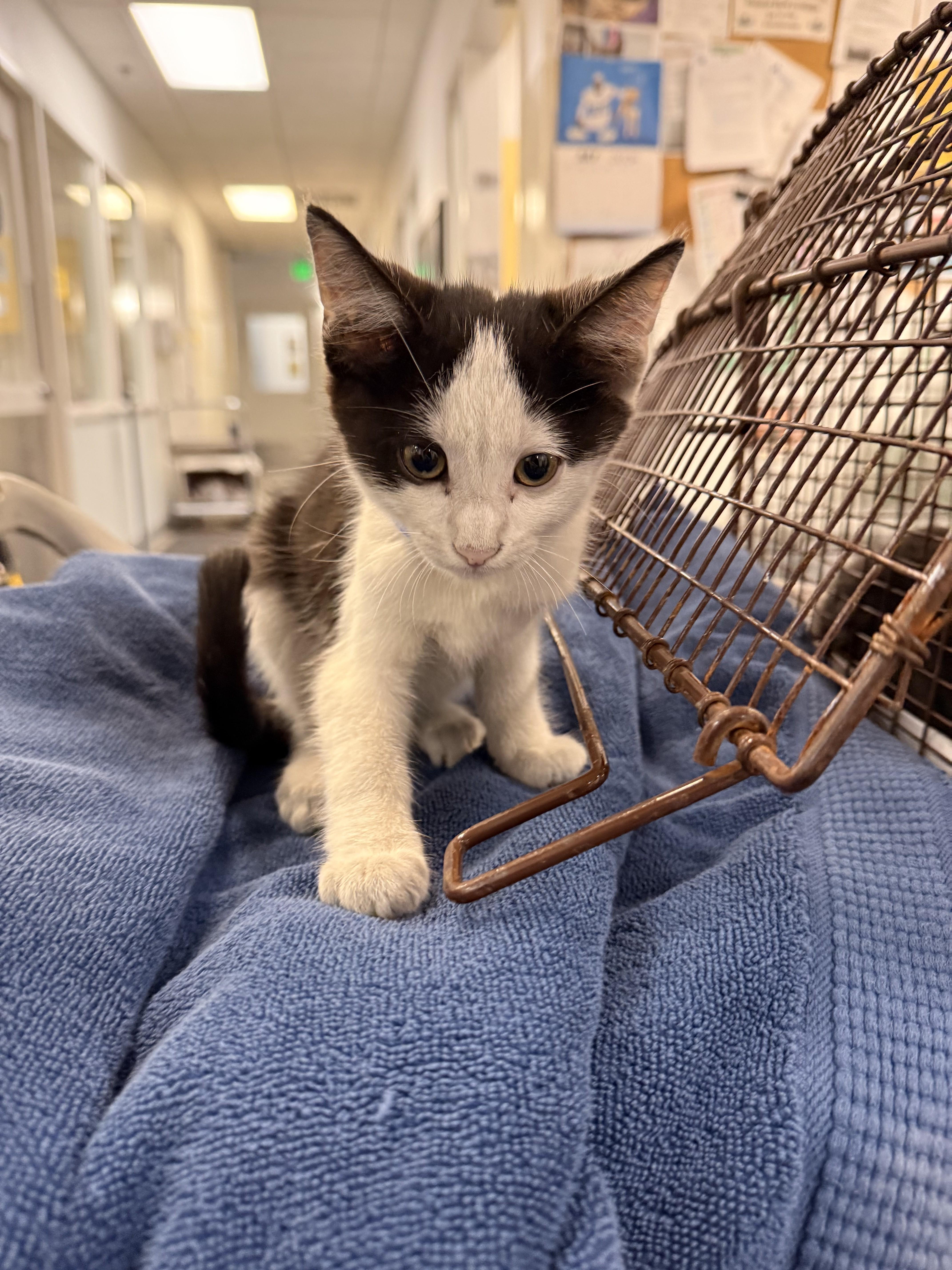 A baby small-sized male Domestic Short Hair cat named Chuck for adoption in Los Angeles, CA