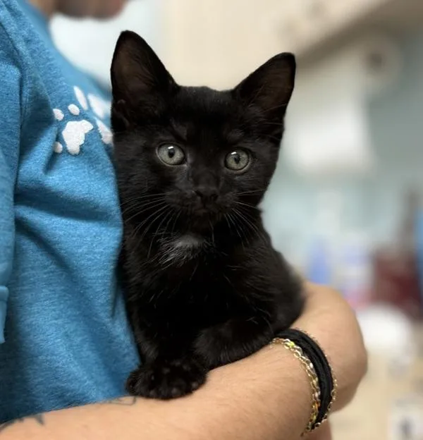 A baby medium-sized female Domestic Short Hair cat named Belle for adoption in Sioux City, IA