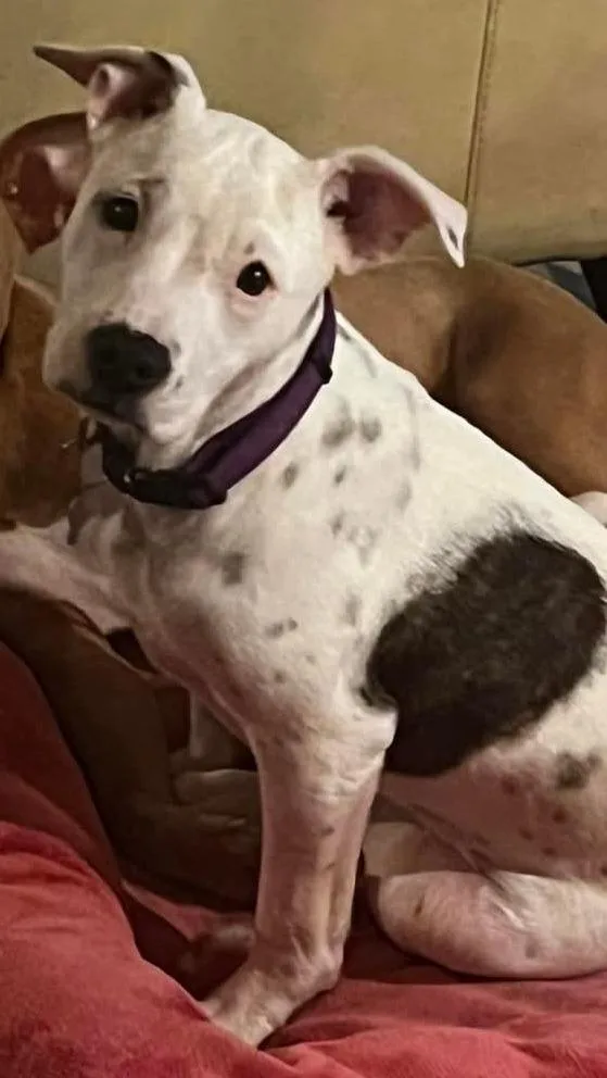 A young medium-sized female Pit Bull Terrier dog named Bessie for adoption in New Bern, NC