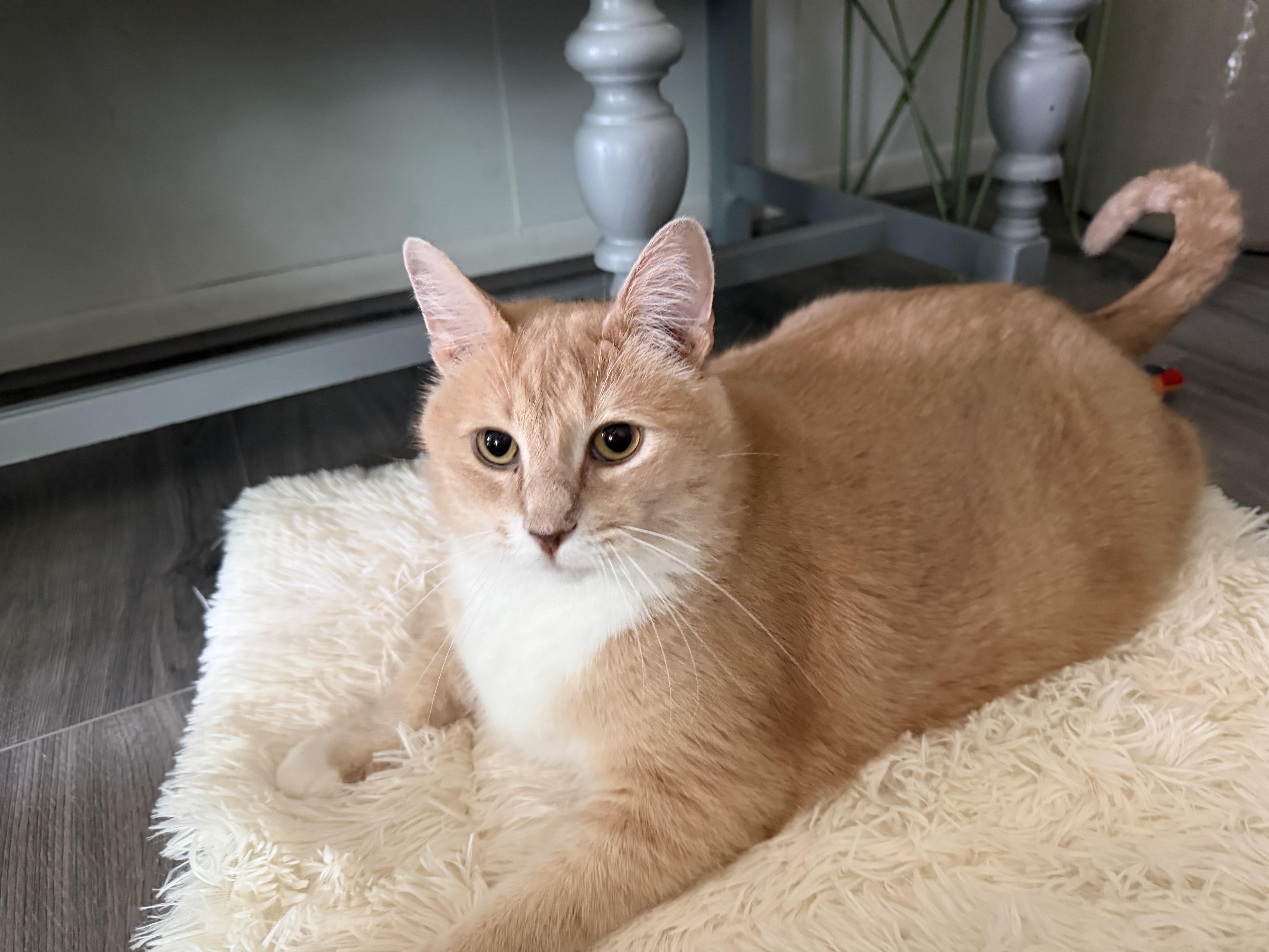 An adult extra large-sized male Orange & White Domestic Short Hair cat named Big Al for adoption in Chisholm, MN