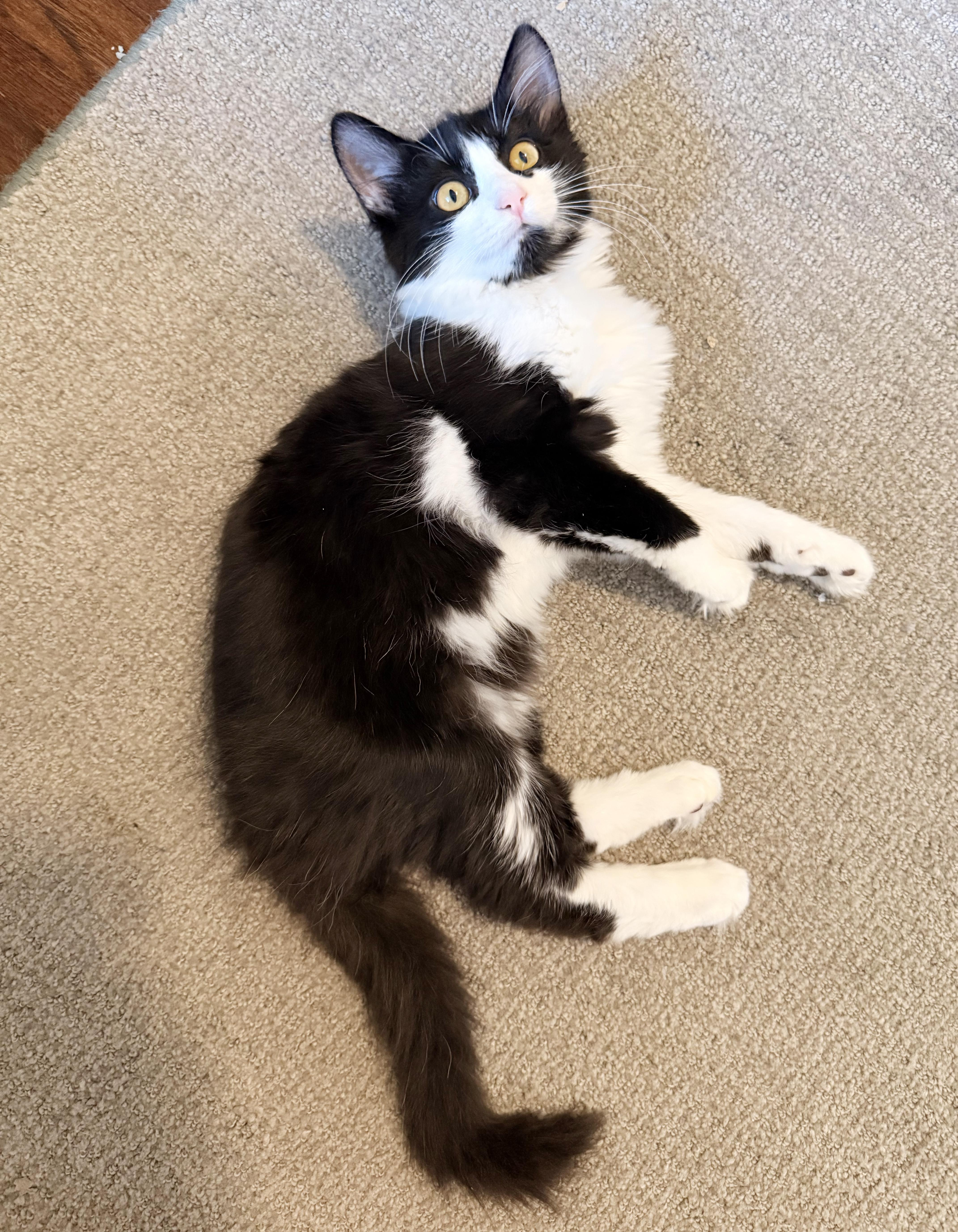 Jinx