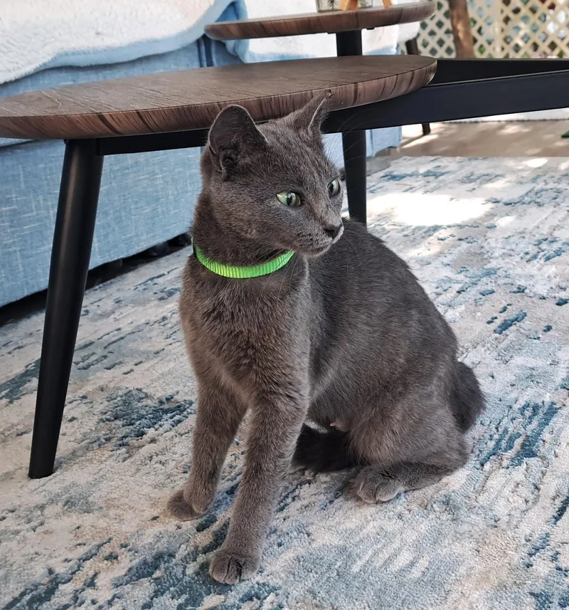 A baby medium-sized female Gray / Blue / Silver Russian Blue cat named Sparrow for adoption in New Albany, OH