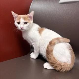 A baby small-sized male Domestic Short Hair cat named Junior for adoption in Janesville, WI