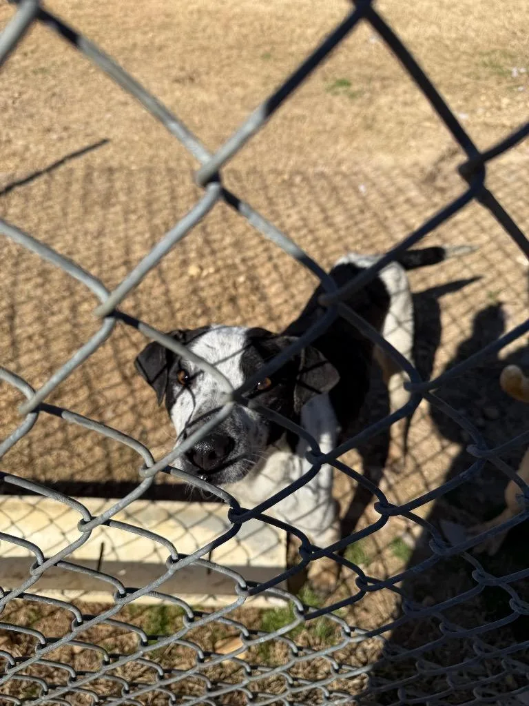 Coraline thumbnail 3