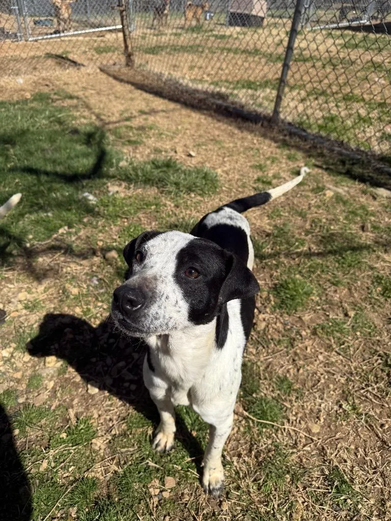 Coraline thumbnail 4